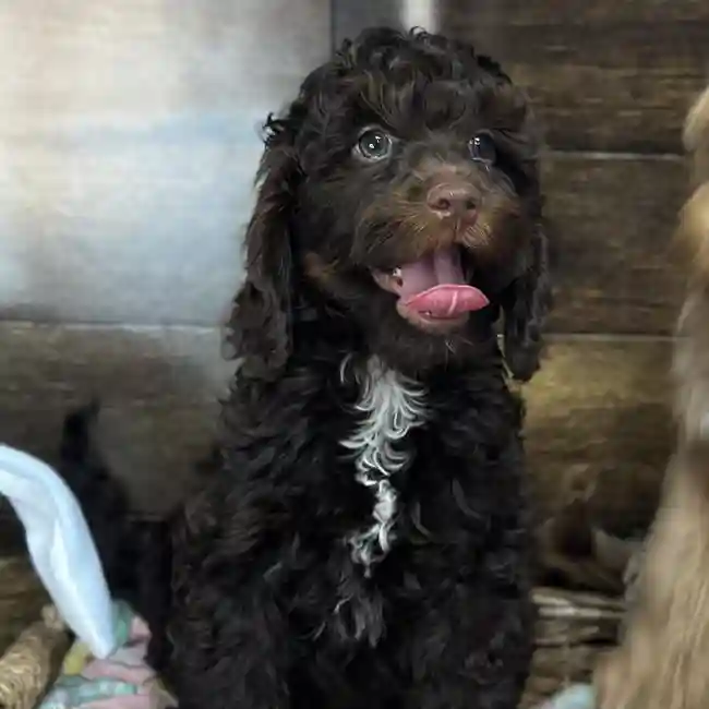 Male Cockapoo Puppy for Sale in Saugus, MA