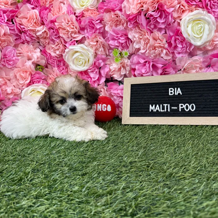 Female Malti-Poo 2Nd Gen puppy named Bia for sale at Pet Express Braintree.