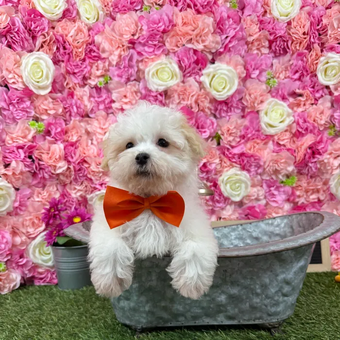 Male Havamalt puppy named Coconut for sale at Pet Express Braintree.