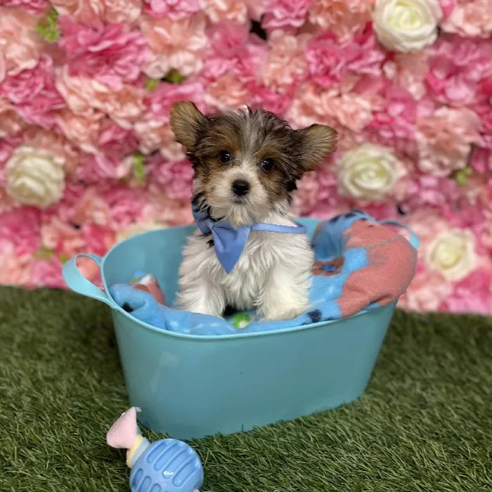 Male Yorkshire Terrier Puppy for Sale in Saugus, MA