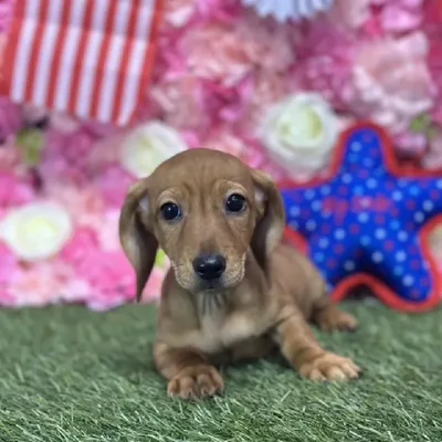 Male Dachshund Puppy for Sale in Saugus, MA