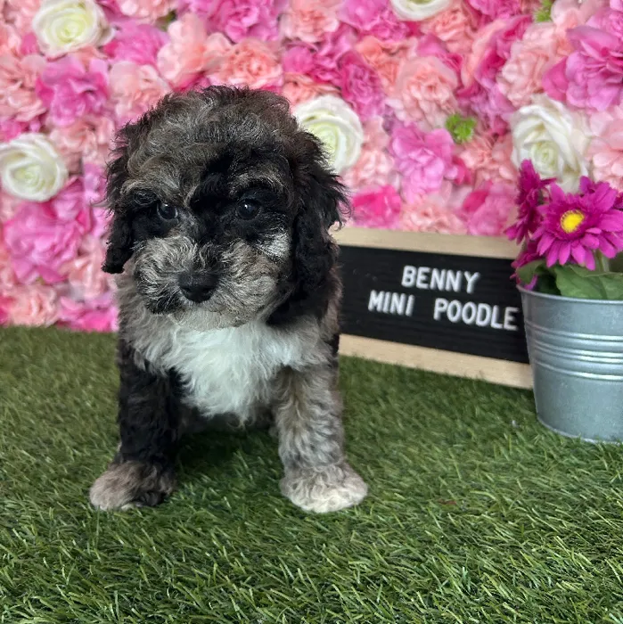 Male Poodle (Mini) puppy named Benny for sale at Pet Express Braintree.