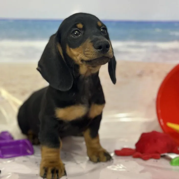 Male Dachshund Puppy for Sale in Saugus, MA