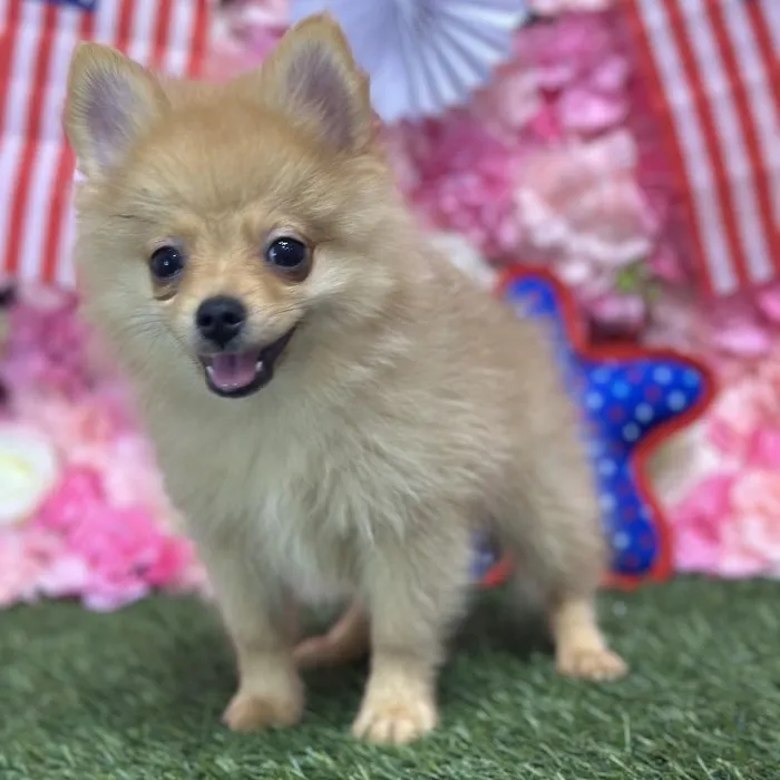 Male Pomeranian Puppy for Sale in Saugus, MA