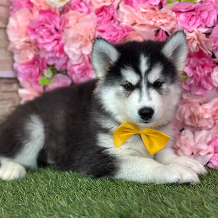 Male Siberian Husky puppy named Ramon for sale at Pet Express Saugus.
