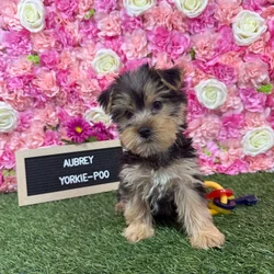 Female Yorkie-Poo 2Nd Gen puppy named Aubrey for sale at Pet Express Braintree.