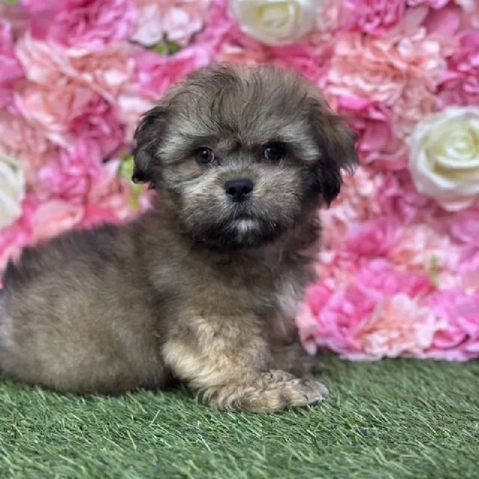 Male Lhasa Apso Puppy for Sale in Saugus, MA