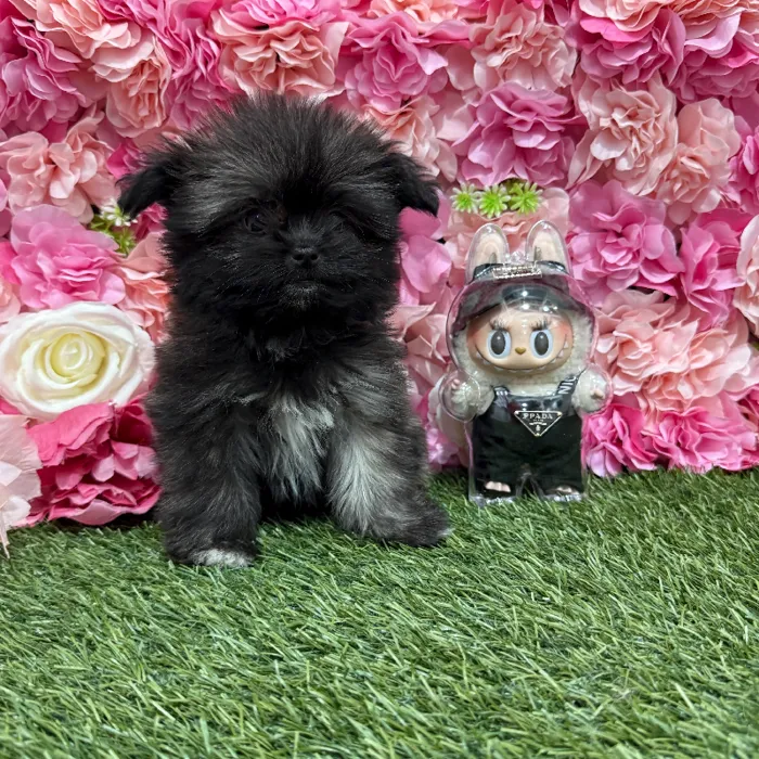 Female Shiranian Puppy for Sale in Braintree, MA
