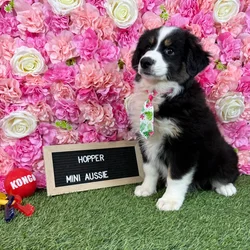 Male Miniature Australian Shepherd puppy named Hopper for sale at Pet Express Braintree.