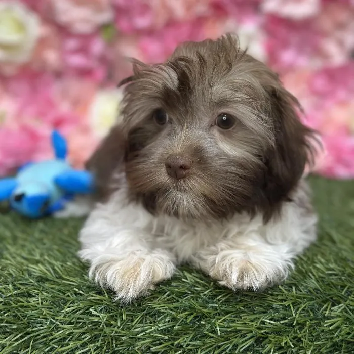 Female Havanese Puppy for Sale in Braintree, MA