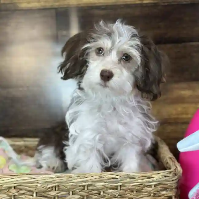 Female Havanese Puppy for Sale in Saugus, MA