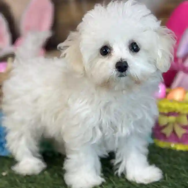 Female Bichon-Poodle 2nd Gen Puppy for Sale in Saugus, MA