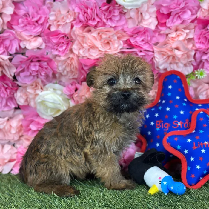 Female Cairn Terrier puppy named Suzie Q for sale at Pet Express Saugus.