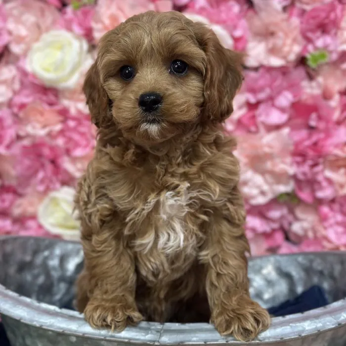 Female Cavapoo Puppy for Sale in Saugus, MA