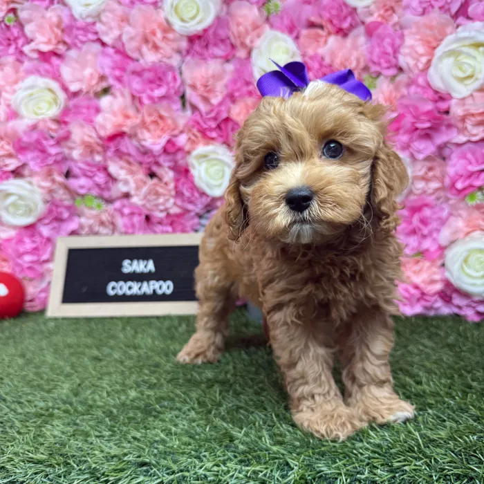 Female Cockapoo 2Nd Gen puppy named Saka for sale at Pet Express Braintree.