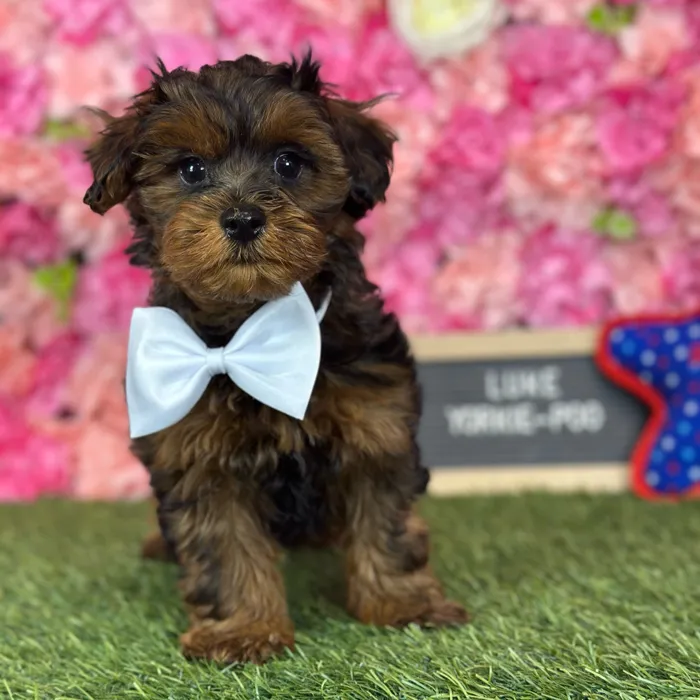 Male Yorkie-Poo puppy named Luke for sale at Pet Express Saugus.