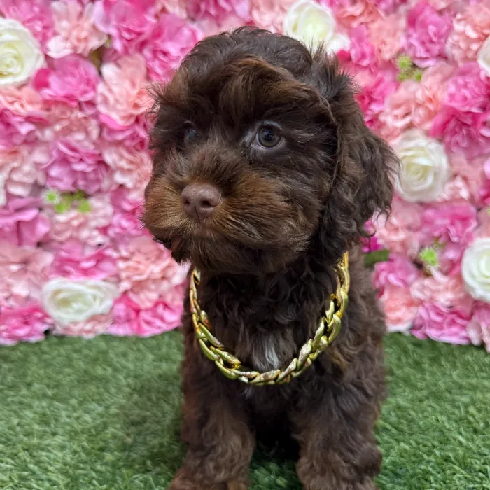 Male Cockapoo Puppy for Sale in Braintree, MA