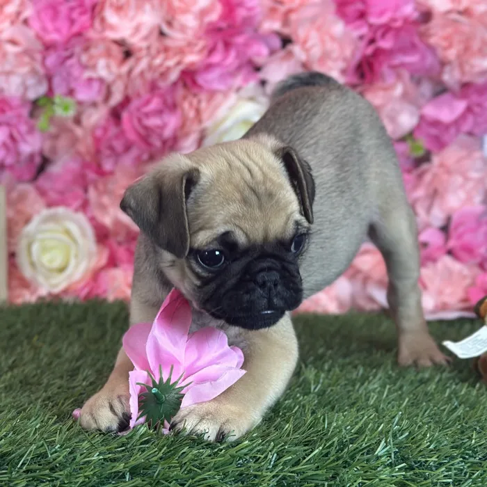 Male Pug puppy named Don for sale at Pet Express Saugus.