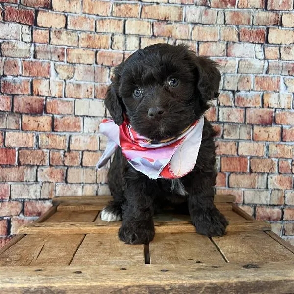 Female Havapoo puppy named Whitney for sale at Pet Express Saugus.