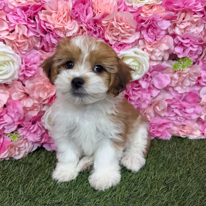 Male Lhasa-Poo puppy named Rajah for sale at Pet Express Braintree.
