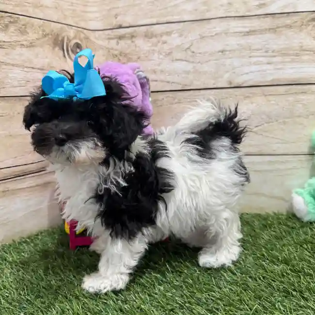 Female Bichon-Poodle 2nd Gen Puppy for Sale in Saugus, MA