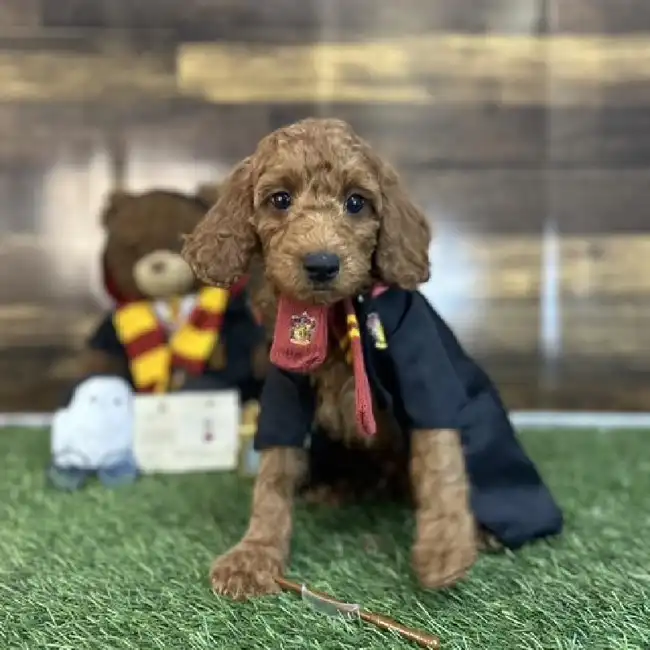 Male Mini Irishdoodle 2nd Gen Puppy for Sale in Saugus, MA