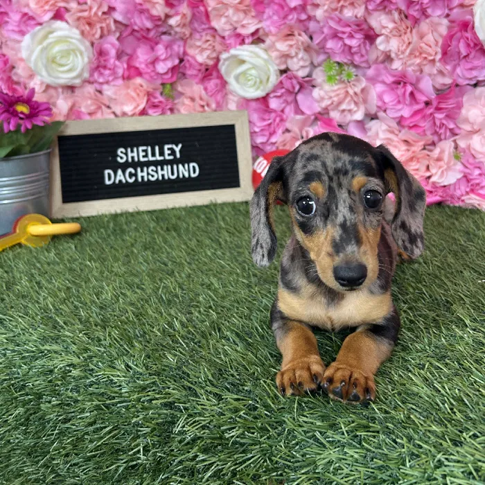 Female Dachshund puppy named Shelley for sale at Pet Express Braintree.