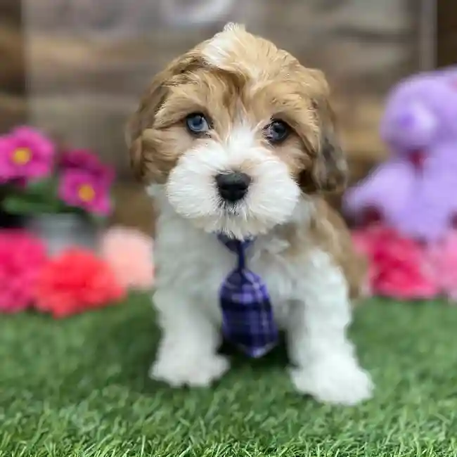 Male Lhasa-Poo Puppy for Sale in Braintree, MA