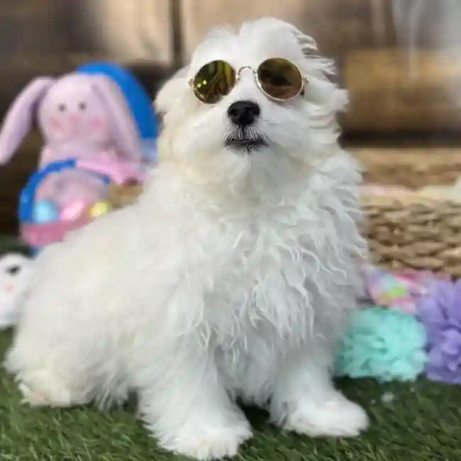 Male Malti-Poo Puppy for Sale in Saugus, MA