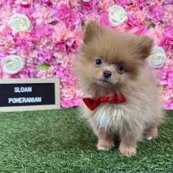 Male Pomeranian puppy named Sloan for sale at Pet Express Braintree.