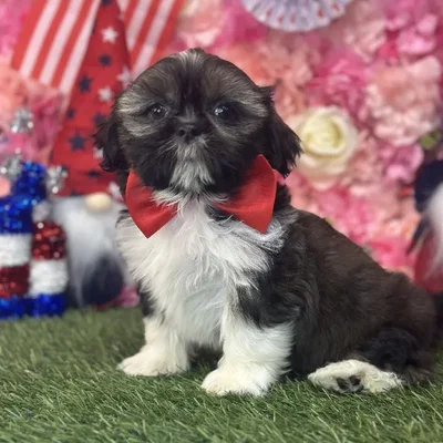 Male Shih Tzu Puppy for Sale in Saugus, MA