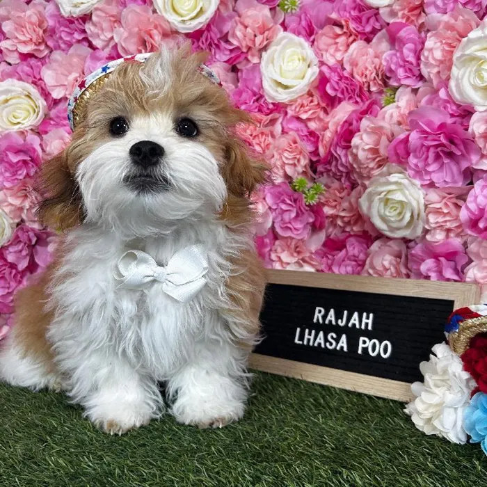 Male Lhasa-Poo puppy named Rajah for sale at Pet Express Braintree.