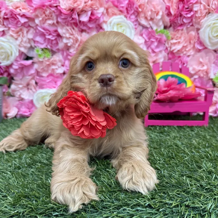 Female Cocker Spaniel Puppy for Sale in Braintree, MA