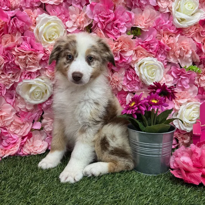 Male Miniature Australian Shepherd Puppy for Sale in Braintree, MA