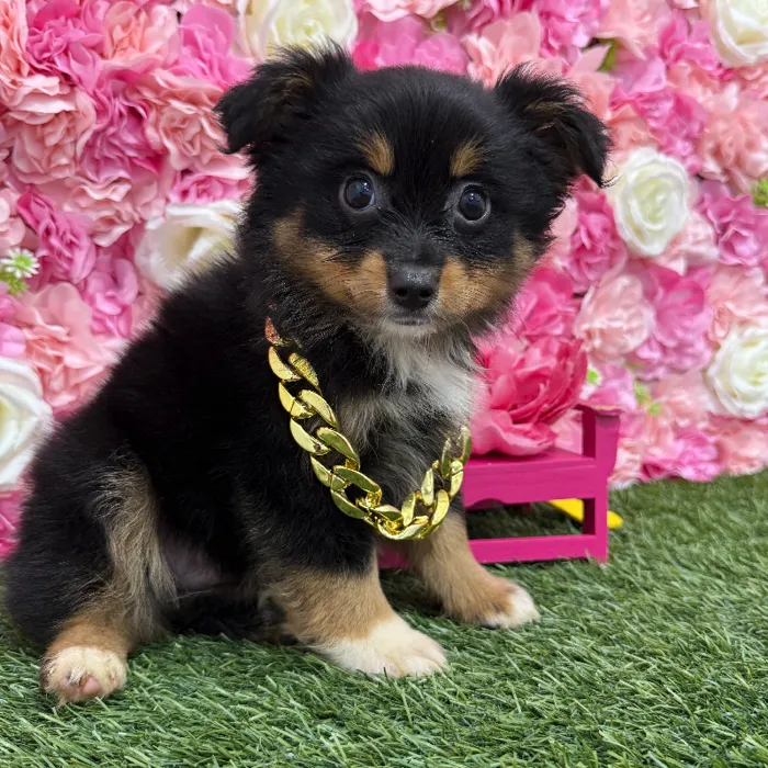 Male Toy Australian Shepherd Puppy for Sale in Braintree, MA