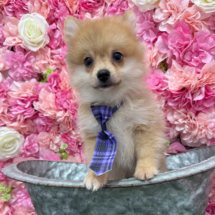 Male Pomeranian Puppy for Sale in Braintree, MA