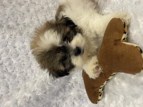 Female Teddy Bear (Zuchon) puppy named Tortuga for sale at Pet Express Saugus.