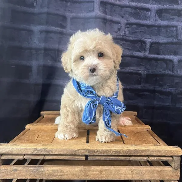 Male Malti-Poo puppy named Dexter for sale at Pet Express Braintree.