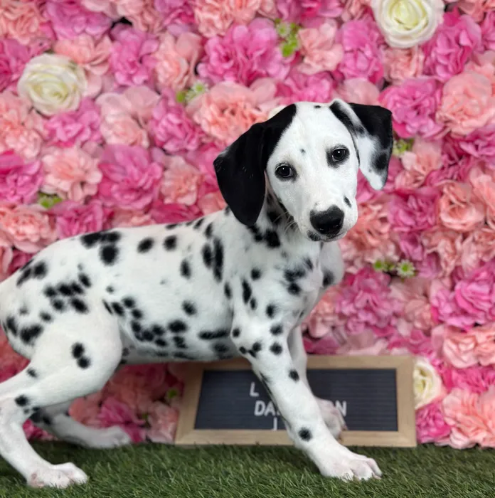 Male Dalmatian puppy named Lime for sale at Pet Express Saugus.