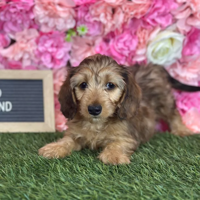 Male Dachshund puppy named Fuego for sale at Pet Express Saugus.