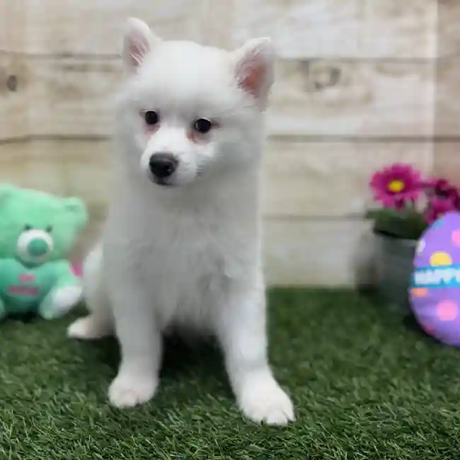 Male American Eskimo Puppy for Sale in Braintree, MA