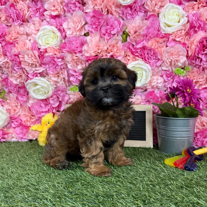Male Shih-Poo puppy named Reese for sale at Pet Express Braintree.