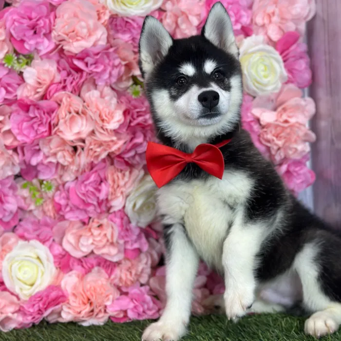 Male Alaskan Klee Kai puppy named Jay for sale at Pet Express Saugus.