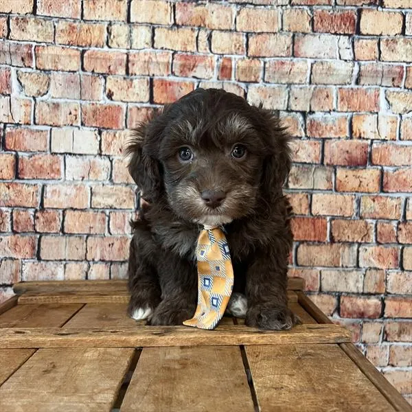 Male Havapoo puppy named Snickers for sale at Pet Express Braintree.