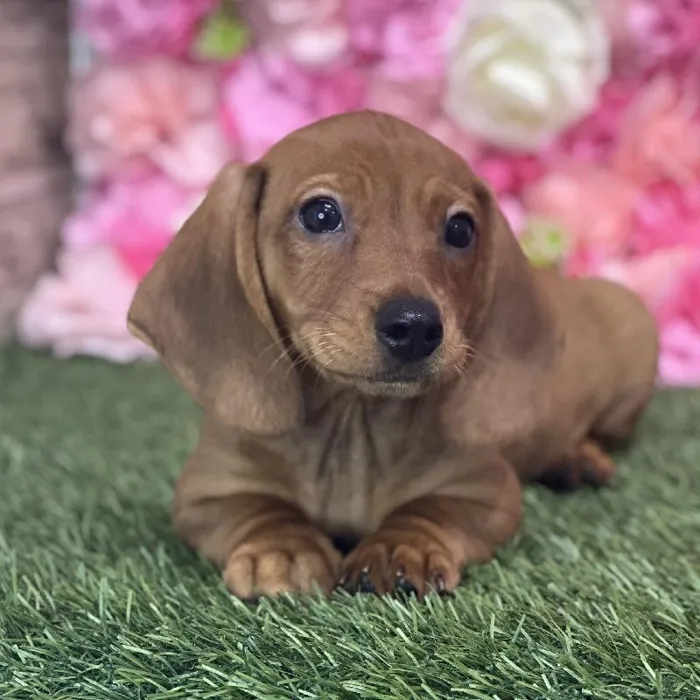 Male Dachshund Puppy for Sale in Saugus, MA