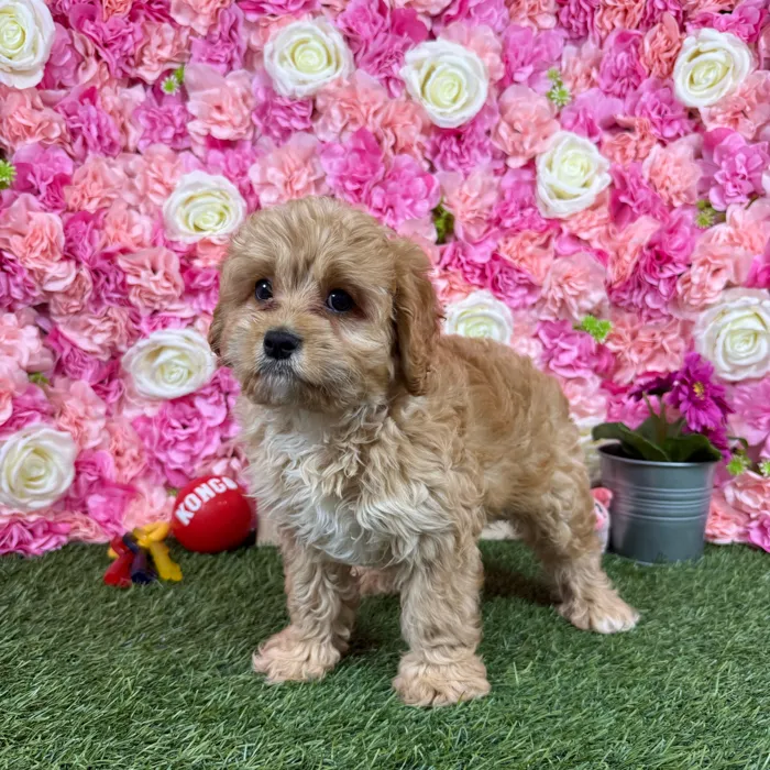 Male Cavapoo puppy named Marty for sale at Pet Express Braintree.
