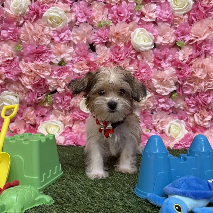 Female Shorkie Puppy for Sale in Saugus, MA