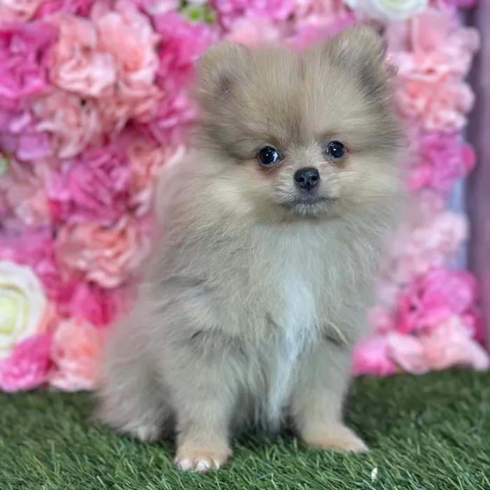 Male Pomeranian puppy named Freddy for sale at Pet Express Saugus.