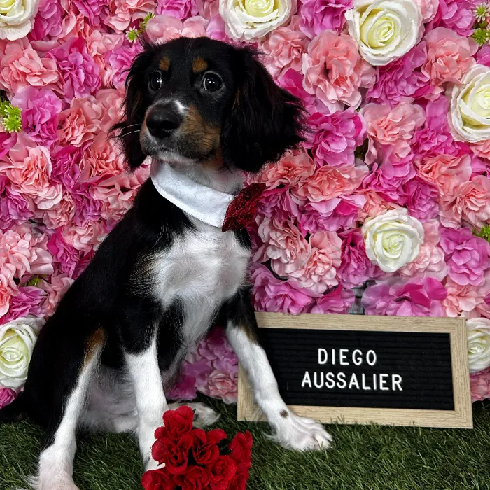 Male Aussalier puppy named Diego for sale at Pet Express Braintree.