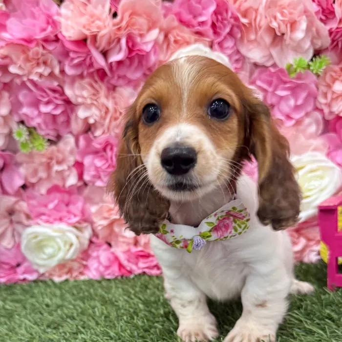 Male Dachshund Puppy for Sale in Braintree, MA